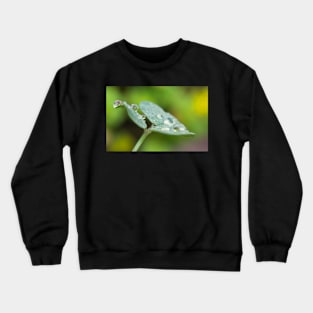 Raindrops on Woodsorrel Crewneck Sweatshirt